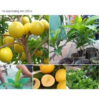 Sản phẩm cấy Giống VŨ SỮA HOÀNG KIM - GIỐNG F1- SIÊU QUẢ + Tặng (0,3kg) phân hữu cơ cao cấp