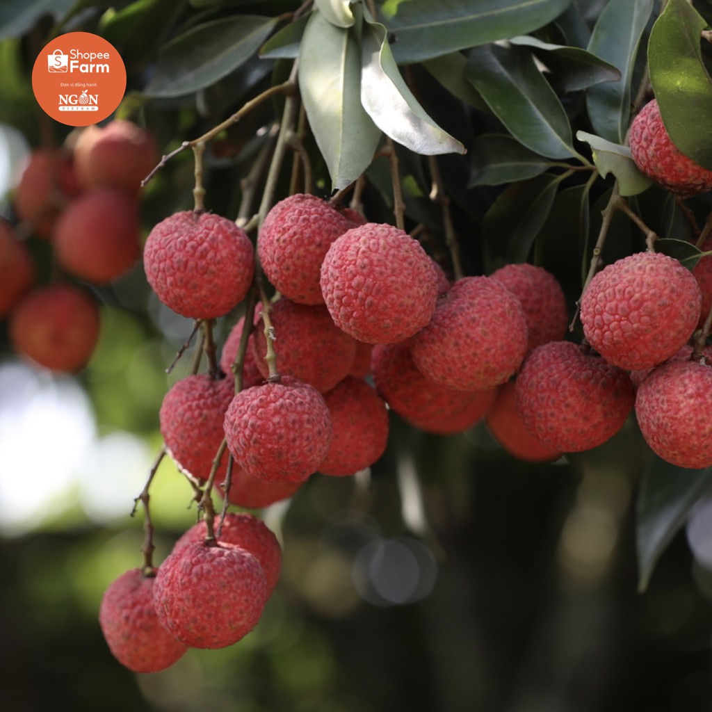 [HN] 1kg VIP PRO Vải thiều Lục Ngạn tiến vua thượng hạng ngọt sắc thơm mọng | BigBuy360 - bigbuy360.vn