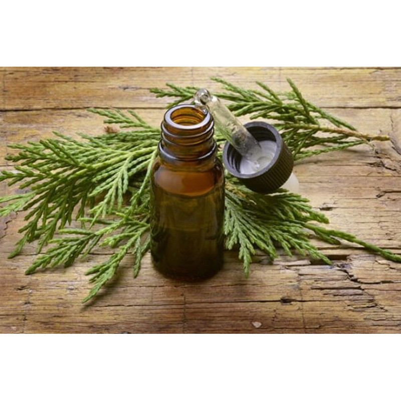 Tinh Dầu Pơ-Mu Thiên Nhiên đánh bóng đồ gỗ, xua đuổi côn trùng Fokienia Essential Oil AloAroma