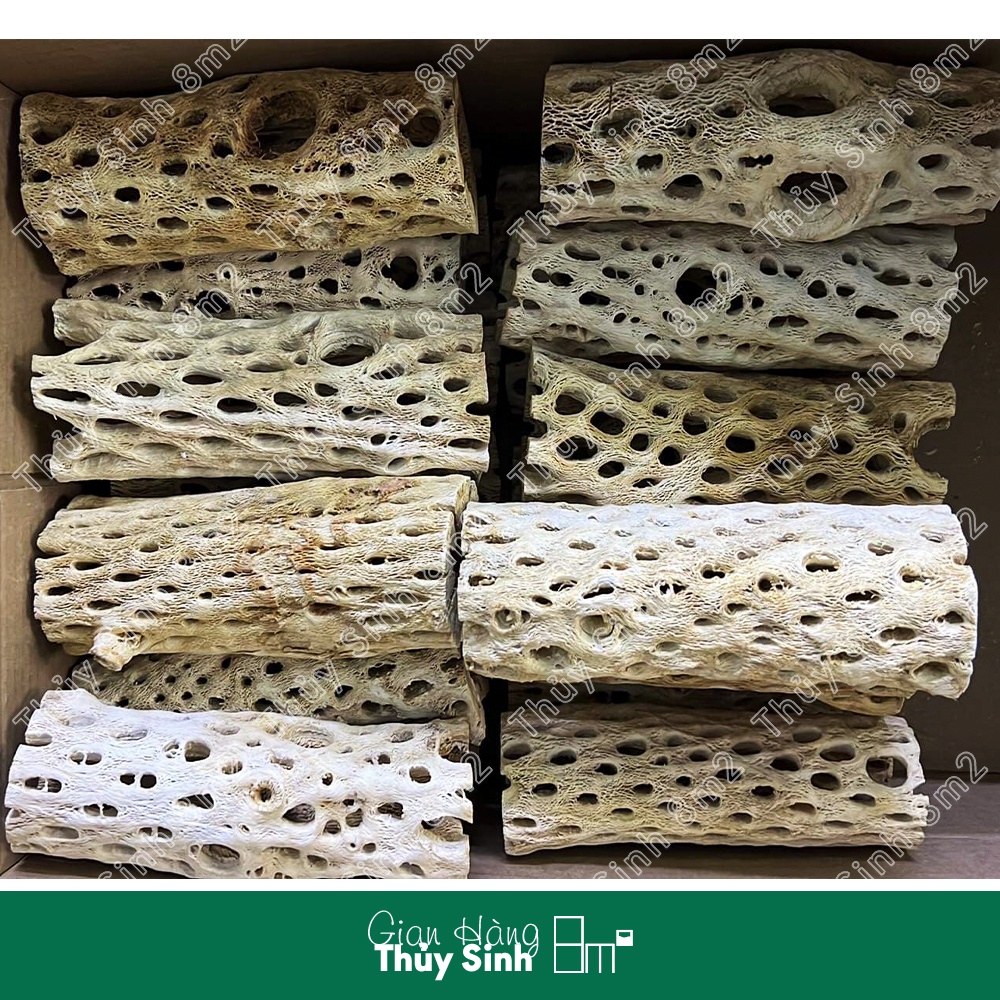 Lũa Teddy Bear Cholla | Đồ Chơi, Trang Trí Hồ Cá Tép Cảnh | 8m2