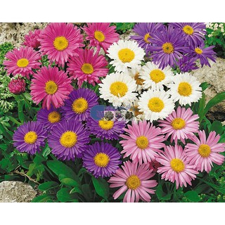 Hạt Giống Hoa Thạch Thảo Mix - 50 Hạt