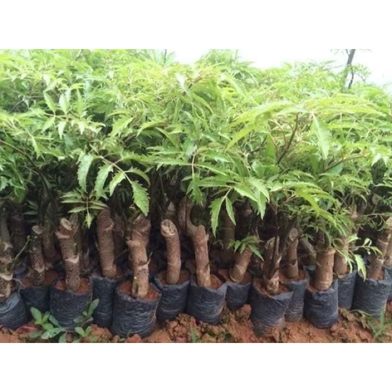 CĐINH LĂNG NẾP LÁ NHỎ có bán sỉ mua 5 cây tặng 1 cây