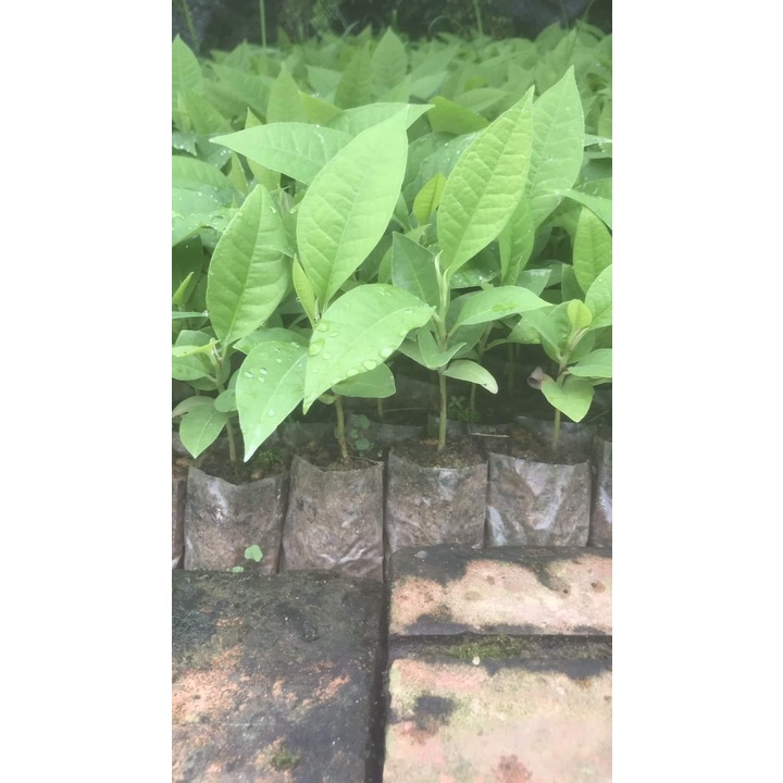 Cây ngọc lan vàng - Hoàng lan giống cao 15cm (ảnh thật số 2)