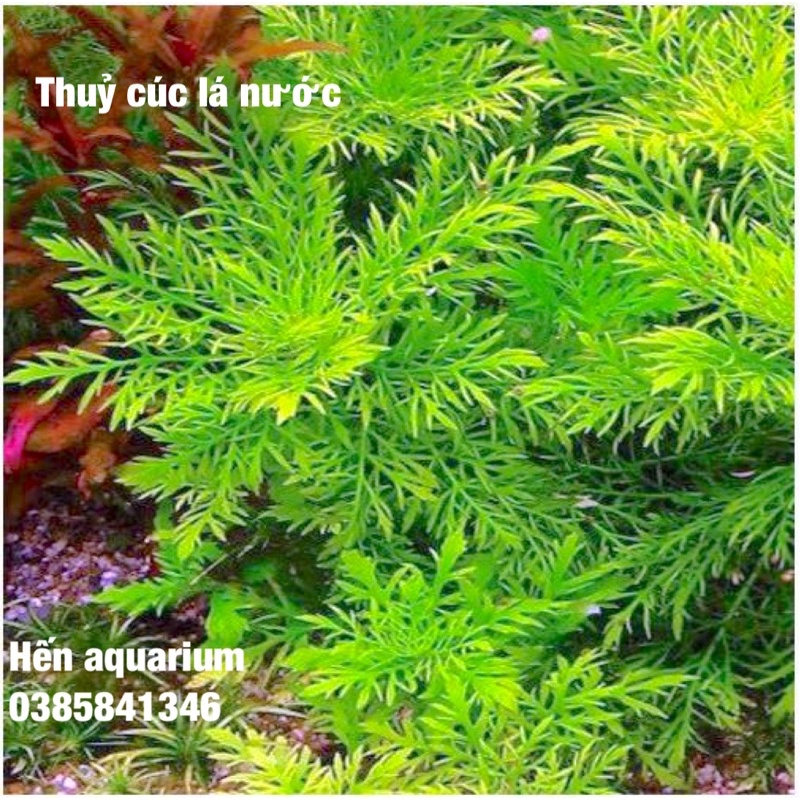 Cây thuỷ sinh Thuỷ cúc lá nước .combo hot 2️⃣0️⃣ k/ 4cây siêu khoẻ không cần đất nền