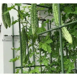 Hạt giống mướp đắng nhật bản 10 hạt