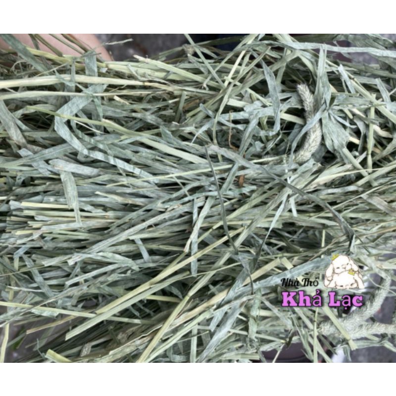 Cỏ Timothy Mỹ Anderson Supper Platium Dành Cho Thỏ - Bọ - Chinchilla