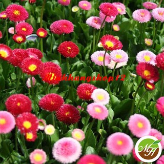 Hạt giống hoa Cúc anh Mix Nhiều màu