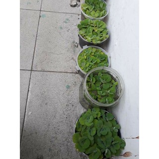 Bèo cái cây cảnh thủy sinh 5 bông