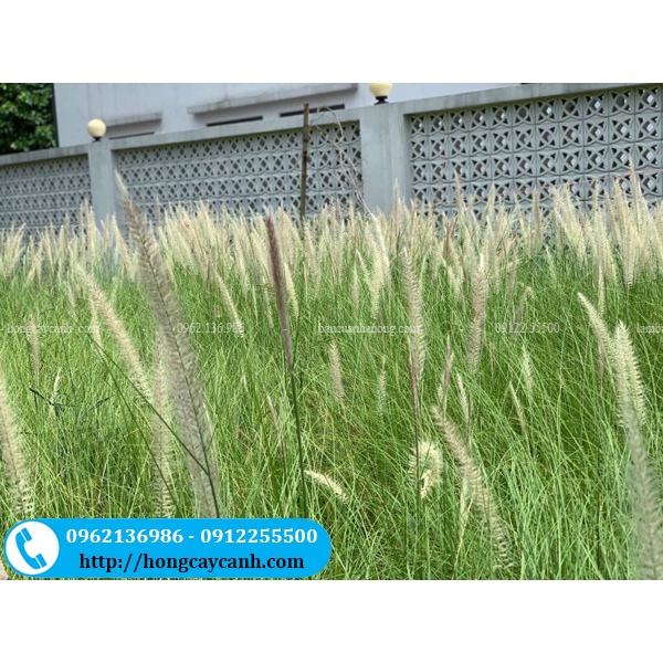 Cây Cỏ Lau Trắng II Cỏ Bông Lau