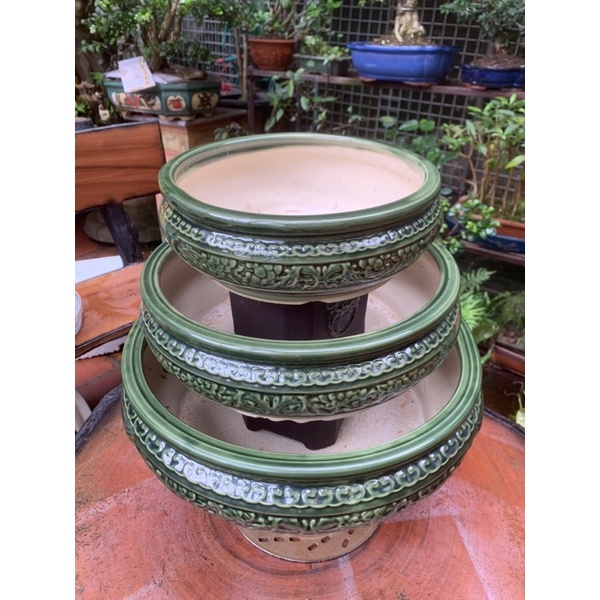 Ang tròn trồng cây bonsai dáng lùn lực