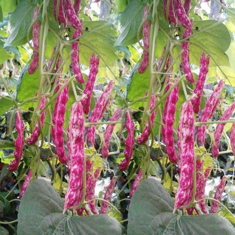 Hạt giống đậu Pinto 10h / Đậu Pinto lùn SHOP MỚI KHYẾN MẠI GIÁNG SINH