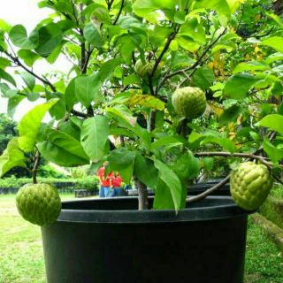 Cây 🌲 Mãng cầu dai.... Đang trái