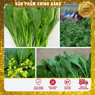 Hạt Giống Rau Cải Ngồng(20gr)