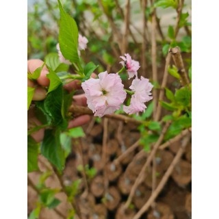 Cây giống Hoa Anh Đào mầm khoẻ đẹp