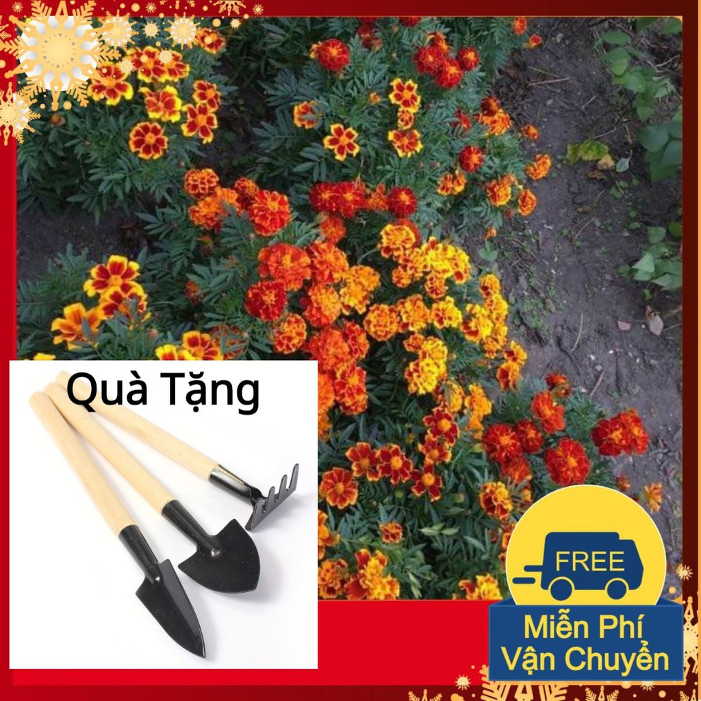 Hạt Giống Hoa Cúc Vạn Thọ Pháp Tặng Bộ Dụng Cụ Mini Trồng Cây Tặng Bộ Dụng Cụ Mini Trồng Cây