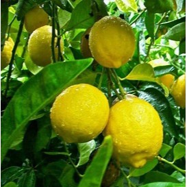 Cây giống Chanh vàng mỹ 3 tháng ra quả, Chanh vàng mỹ vỏ vàng cực đẹp - Hocviennongnghiep.vn