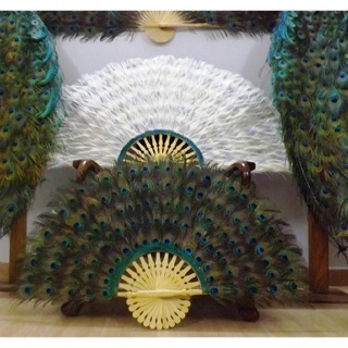 Quạt lông công ( làm từ lông công xanh ấn độ) gần 1m3