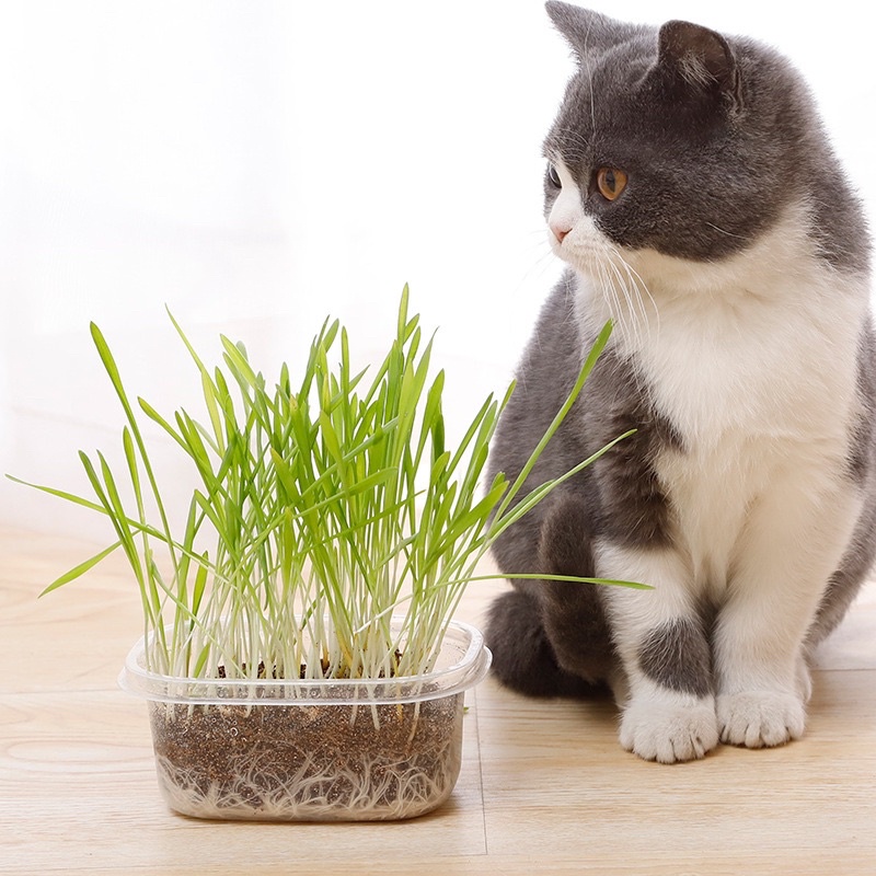 [ FREESHIP ] Cỏ mèo tươi cao cấp giúp tiêu hoá tốt cho mèo