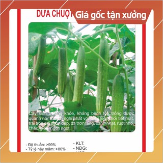 Hạt giống Dưa Chuột Nếp Ta 10 Hạt Hạt giống