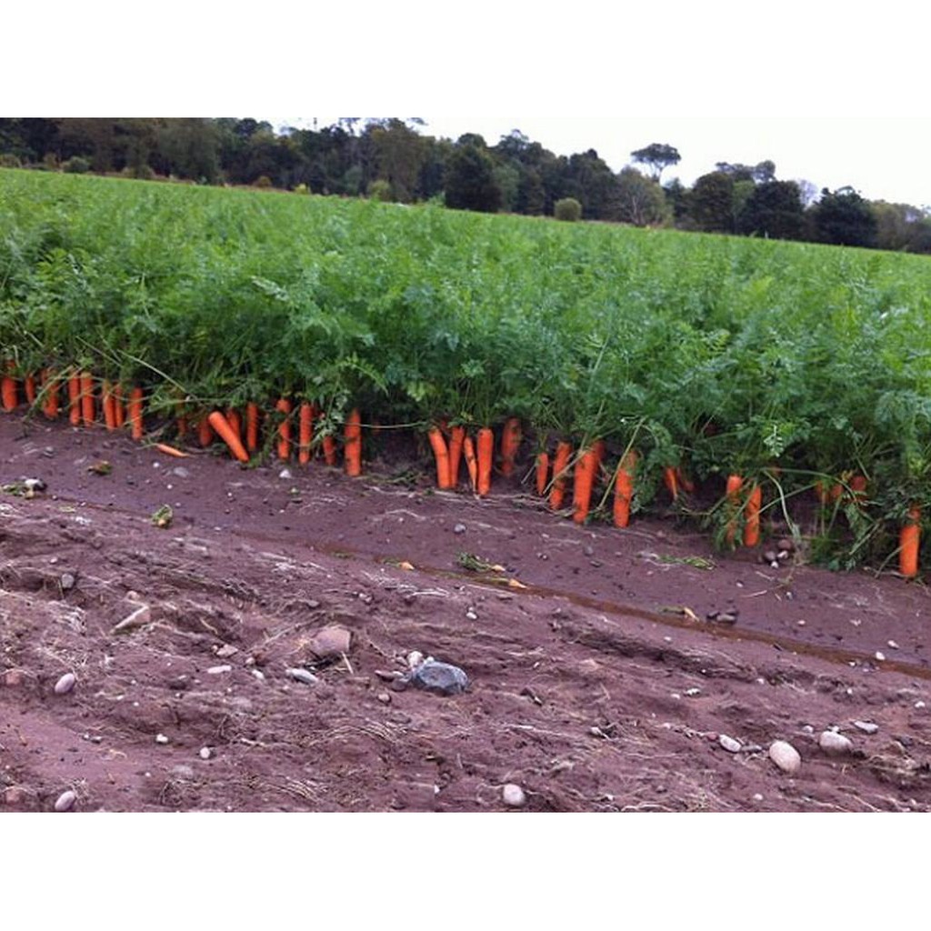 Hạt giống củ Cà Rốt KURODA Nhật bản cao sản