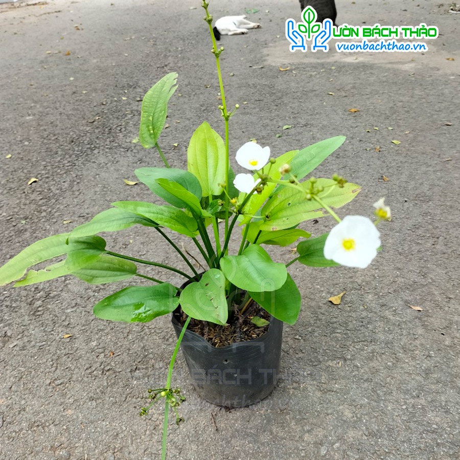 Bụi cây bách thủy tiên trồng được dưới nước dễ trồng dễ chăm - Cây Hoa Việt
