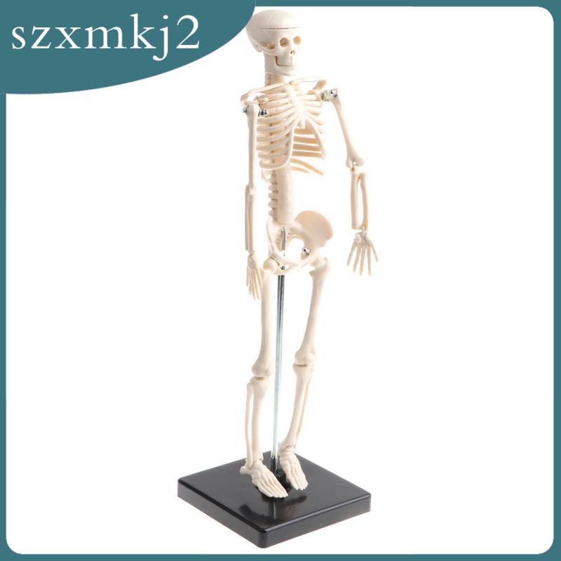 Mô Hình Xương Người Bằng PVC 42cm Zxmkj2