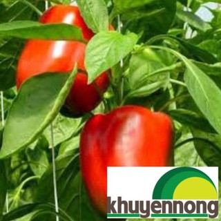 20 hạt giống ớt chuông đỏ