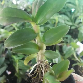 Phi điệp ám mắt đỏ