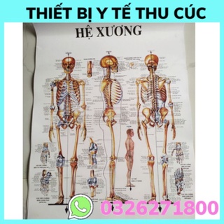 Bộ 13 tranh giải phẫu các hệ cơ quan trong cơ thể con người- hình ảnh sinh động- sắc nét- kích thước mỗi tranh 50cmx70cm