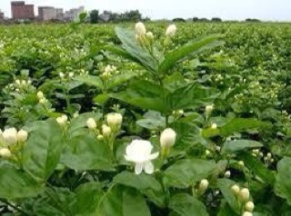 500gr hoa lài/nhài khô tự trồng thơm phức