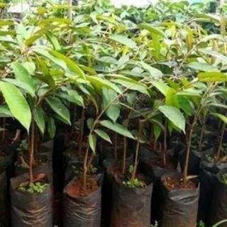 Cây giống sầu riêng ruột đỏ