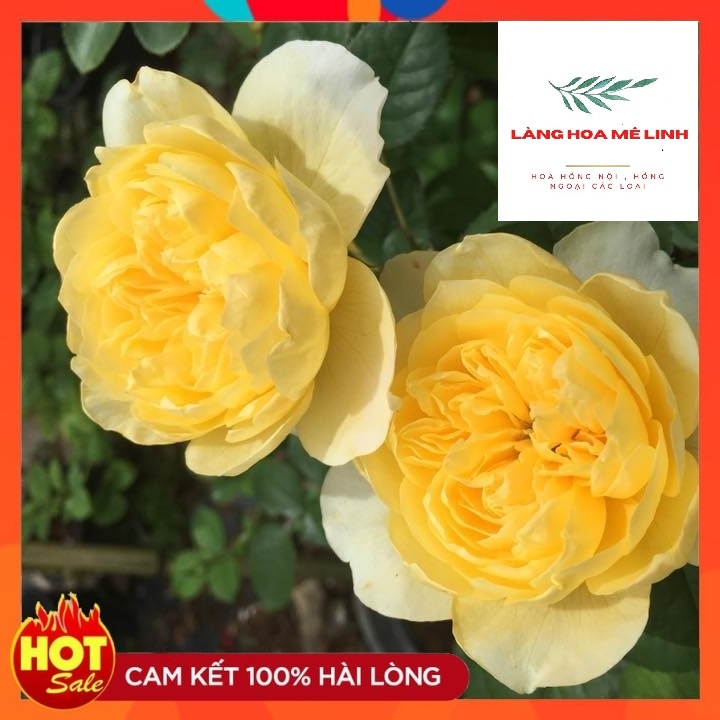 Tree thân gỗ  Molineux Rose màu Vàng [️ĐẸP NHẤT - SIÊU HOT️] - mùi hương mộc dược - sai hoa - dễ chăm