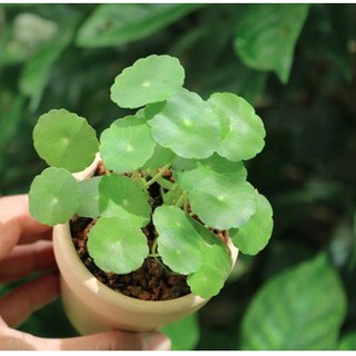 Hạt giống cỏ đồng tiền - 1 gói 50 hạt