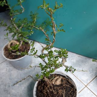Cây cần thăng bonsai mini