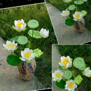 Combo hoa sen