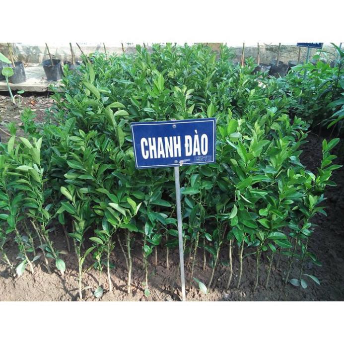 Cây Chanh Đào - Cây Ăn Quả - H2O Farm + Tặng 01 cây dâu da đất ( bòn bon)