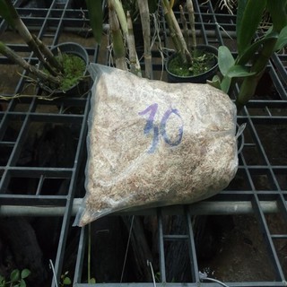 Dớn mềm trồng lan bịch 100g