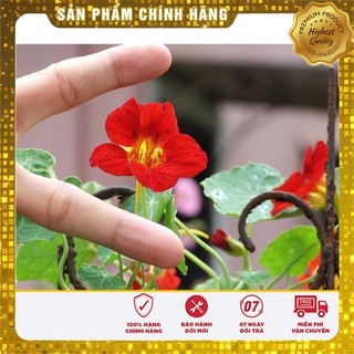 Bộ gói hạt giống hoa Sen cạn