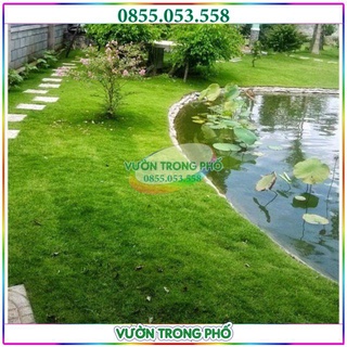 200g hạt giống cỏ nhung nhật