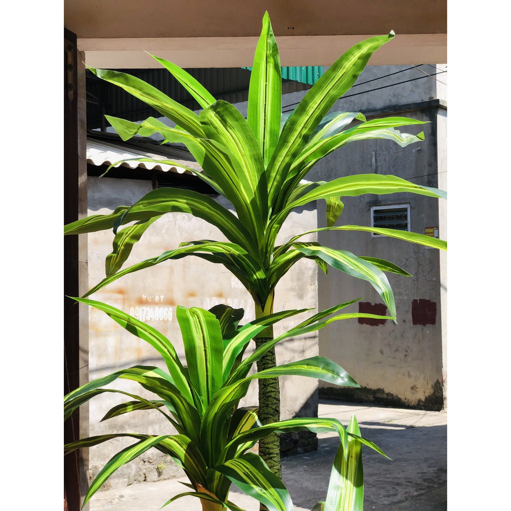Cây giả_Chậu cây phát tài thân đại cao 1,7m hàng loại 1 giống thật 100%, phù hợp decor mọi phong cách