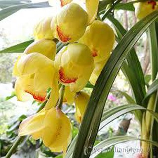 củ địa lan santo hoa têt,bông màu vàng