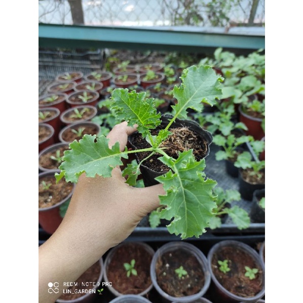 Cây cải kale lá xoăn ( giống mỹ nhập f1)