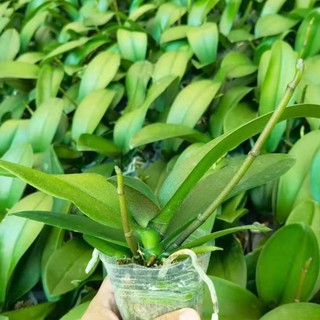hồ điệp,lan hồ điệp đại 2 ngồng hoa to,khủng lồ