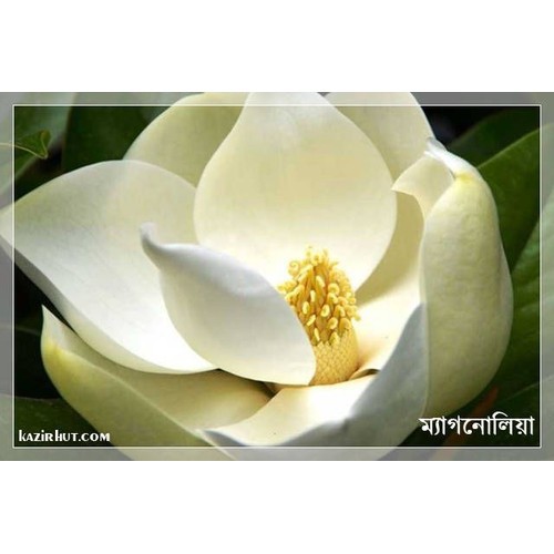 HOA HẢI ĐƯỜNG TRẮNG THƠM -LOÀI HOA HIẾM SIÊU ĐẸP,BẦU CÂY GIỐNG NHỎ