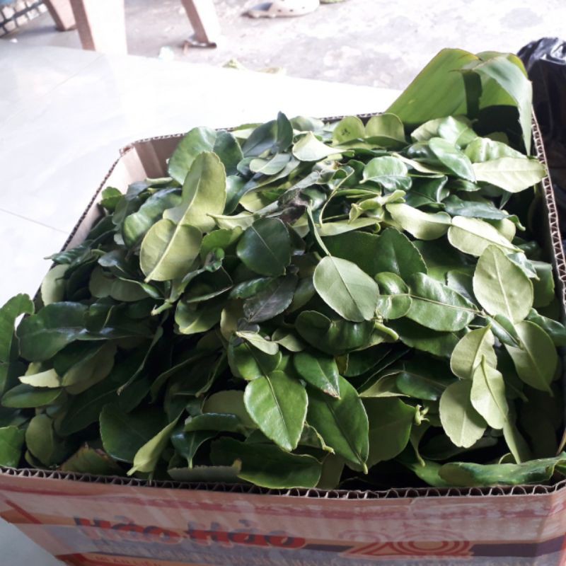 Lá chanh thái. 100g lá chúc 20k | BigBuy360 - bigbuy360.vn