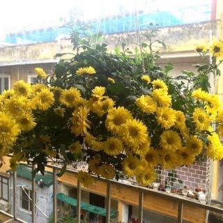3 cây giống hoa cúc rủ