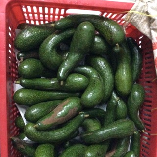 3kg Bơ 034 size 2,3 gần chín giao liền