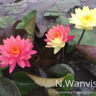 Hoa Súng Thái Lan Wanvisa( Khách không đặt được hàng vui lòng liên hệ shop em ạ)