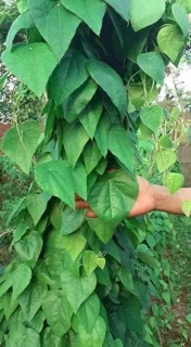 SƯƠNG SÂM LÔNG giống