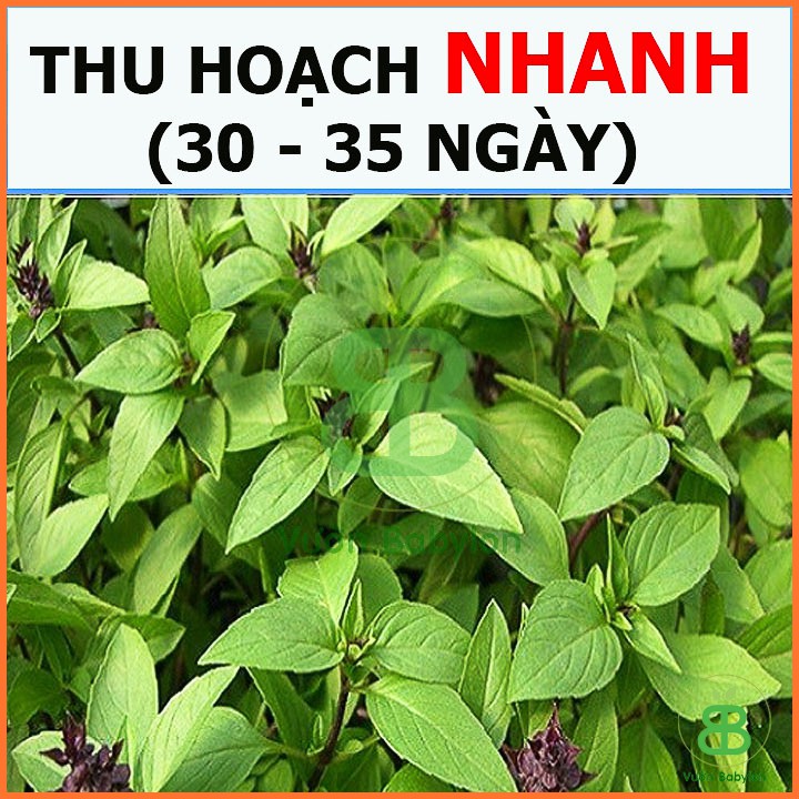 Hạt Giống Rau Quế Lá To, Thơm Ngon